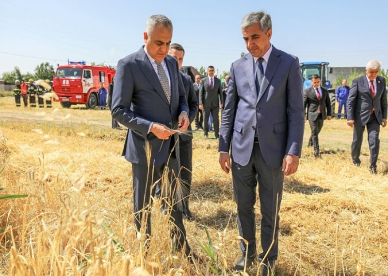 Naxçıvan Muxtar Respublikası üzrə mövsümün taxıl biçininə başlanılıb -