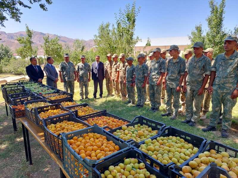 Şahbuzda 5600 kiloqram meyvə hərbi hissəyə təhvil verildi -