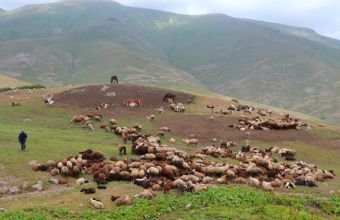 Naxçıvanda 180 minə yaxın heyvan yaylaqlara qaldırılıb -