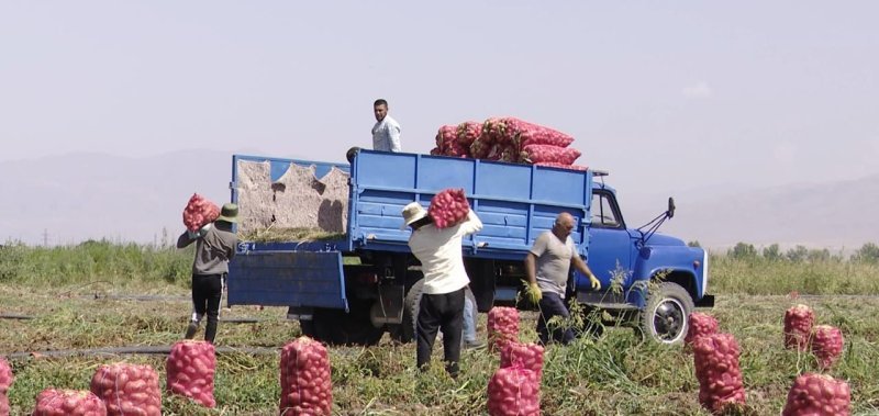 Naxçıvanda kartof yığımına start verilib -