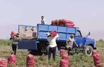 Naxçıvanda kartof yığımına start verilib -