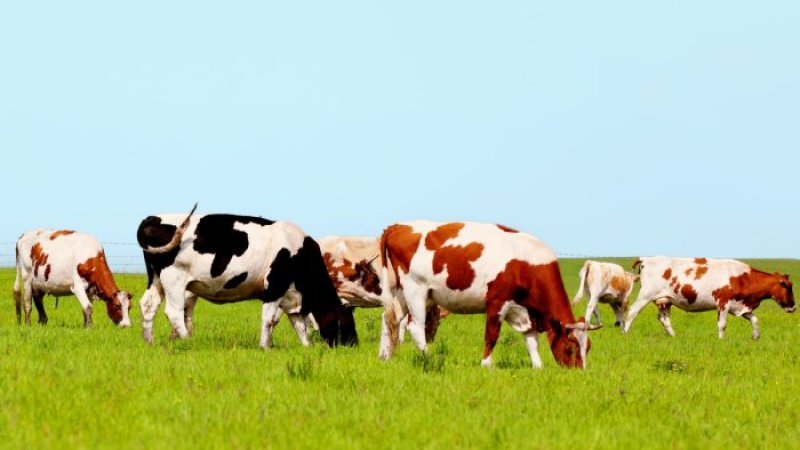 Damazlıq heyvanların güzəştlə satılması üçün gələn il 17,3 milyon manatın ayrılması proqnozlaşdırılır