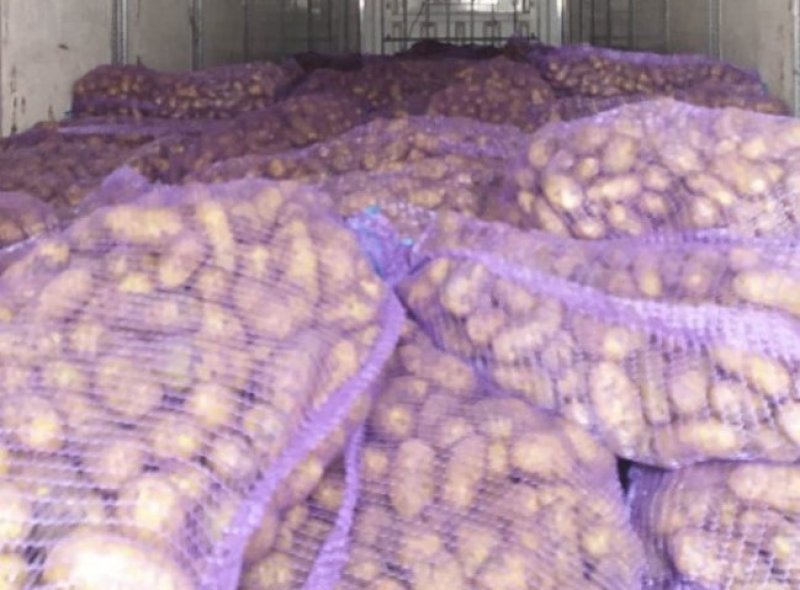 Gürcüstandan Azərbaycana gətirilən kartofda parazitlər aşkarlanıb