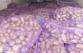 Gürcüstandan Azərbaycana gətirilən kartofda parazitlər aşkarlanıb