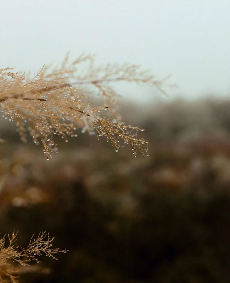 Leysan yağacaq, şimşək çaxacaq -