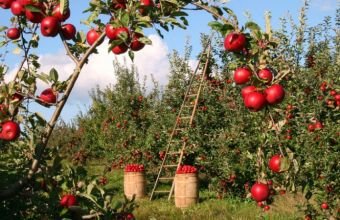 Naxçıvanda meyvə istehsalı artıb