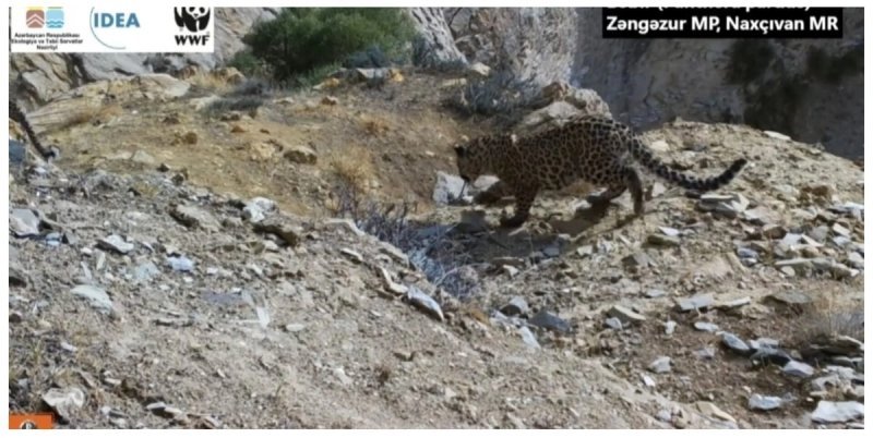 Zəngəzur Milli Parkında bəbir və iki balası görüntülənib