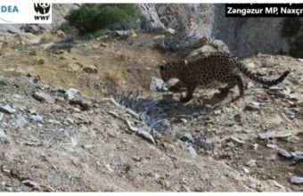 Zəngəzur Milli Parkında bəbir və iki balası görüntülənib