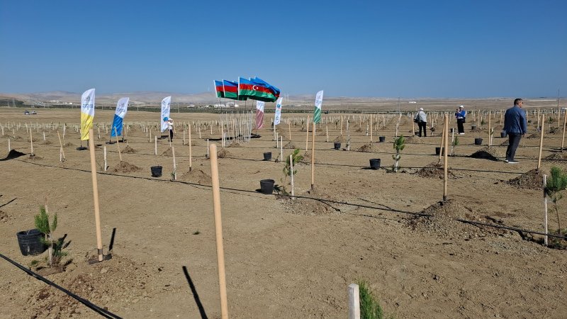Azad edilmiş ərazilərdə 132 hektar yaşıllıq sahəsi salınıb