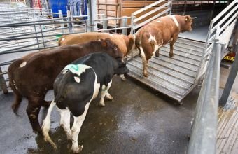 Azərbaycana kökəltmə üçün idxal olunan heyvanlar ƏDV-dən azad edilə bilər