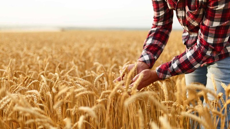 Azərbaycanda aqrar sektor 1 % böyüyüb