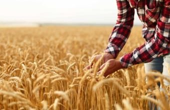 Azərbaycanda aqrar sektor 1 % böyüyüb