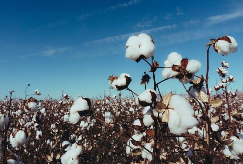 Azərbaycanda bu il pambıq sahələrindən 360 min tondan çox məhsul yığılıb