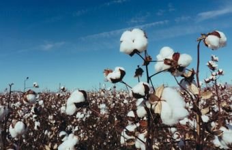 Azərbaycanda bu il pambıq sahələrindən 360 min tondan çox məhsul yığılıb