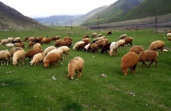 Azərbaycanda heyvandarlıq sektorunun əsas problemləri açıqlanıb