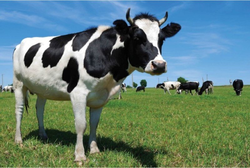 Azərbaycanda mal-qaranın çəki artımı ilə bağlı statistik müayinə keçiriləcək