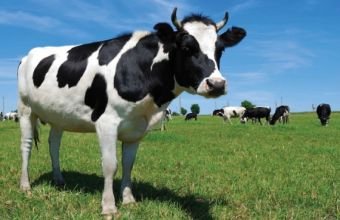 Azərbaycanda mal-qaranın çəki artımı ilə bağlı statistik müayinə keçiriləcək