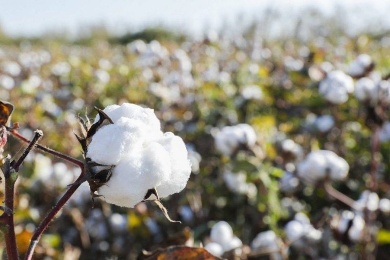 Azərbaycanda pambıq istehsalçılarına subsidiyaların ödənilməsinə başlanılıb