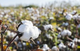 Azərbaycanda pambıq istehsalçılarına subsidiyaların ödənilməsinə başlanılıb