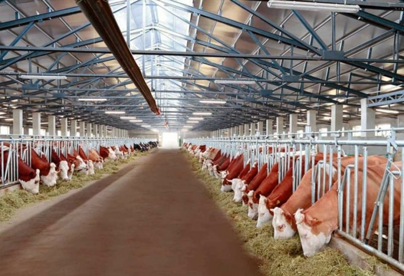 Azərbaycanda son 5 ildə damazlıq heyvanlar alınmasına 90 milyon manat güzəşt tətbiq edilib