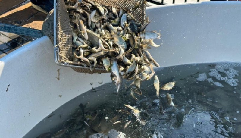 Azərbaycanda su hövzələrinin körpə balıq buraxılışına ehtiyacı açıqlanıb