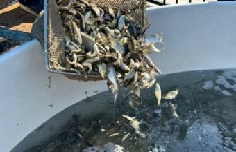 Azərbaycanda su hövzələrinin körpə balıq buraxılışına ehtiyacı açıqlanıb