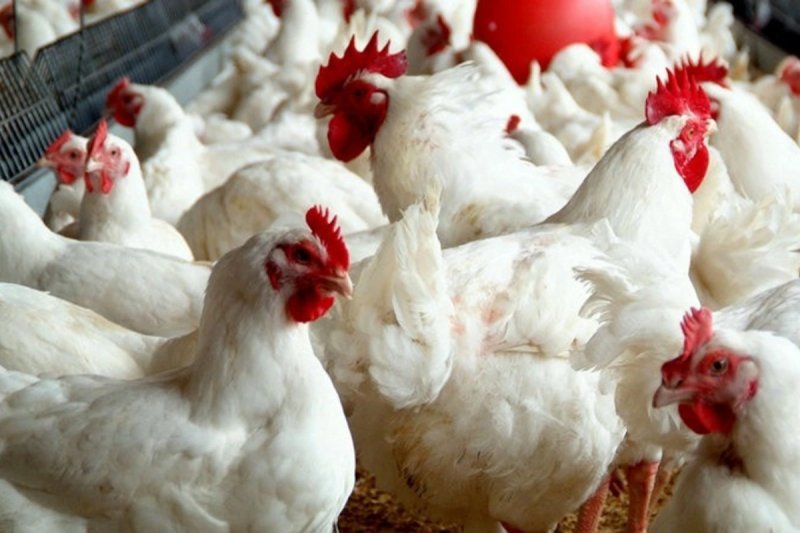 Azərbaycanın quşçuluq müəssisəsinin səhm paketi özəlləşdirilib