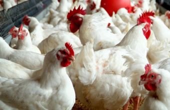 Azərbaycanın quşçuluq müəssisəsinin səhm paketi özəlləşdirilib