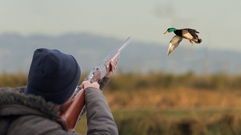 Bu gündən Azərbaycanda ov qadağan olunur