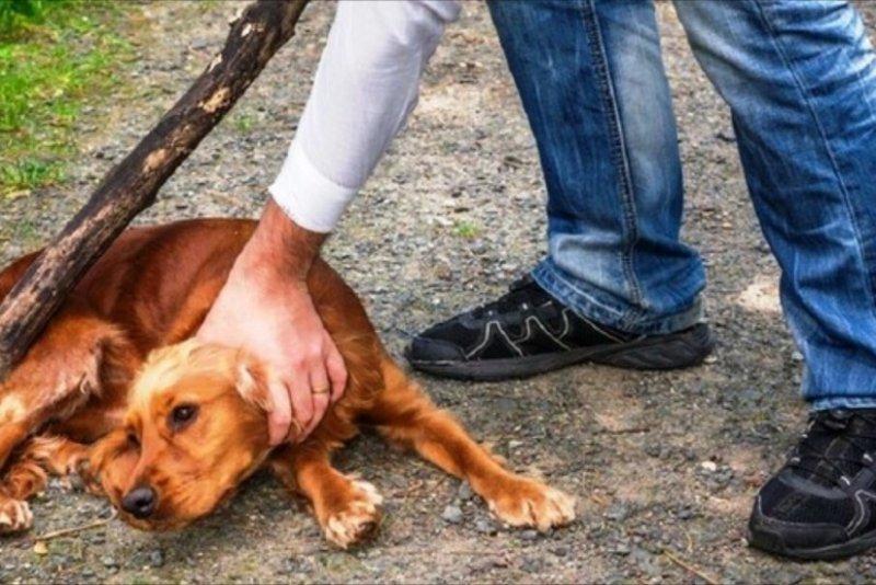 Heyvanlarla rəhmsiz rəftar etməyin cəzası nədir? -