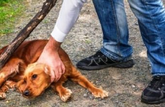 Heyvanlarla rəhmsiz rəftar etməyin cəzası nədir? -