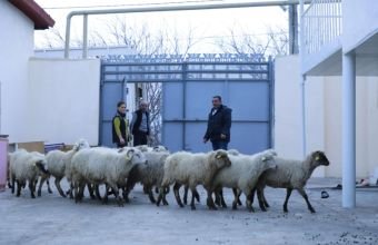 Laçın, Xocalı, Ağdərə və Xocavənddə yeni kiçik ailə biznesləri yaradılıb