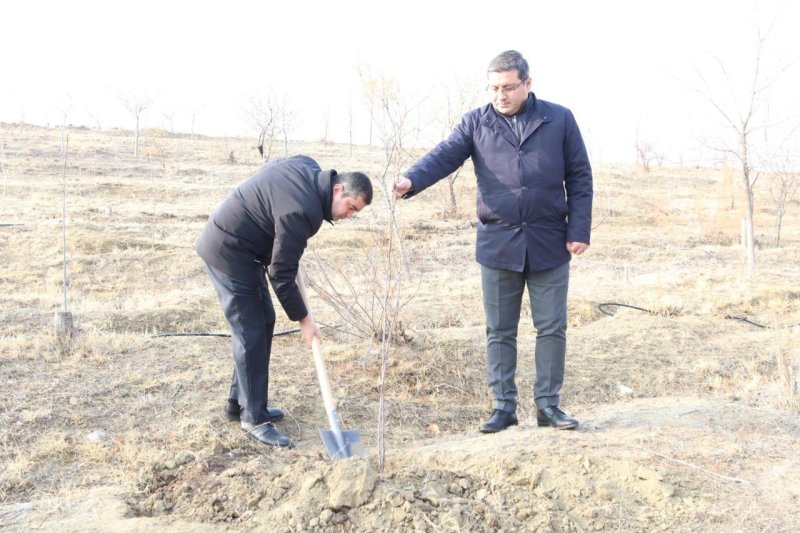 Naxçıvan İqtisadiyyat Nazirliyi tərəfindən ağacəkmə aksiyası keçirilib -
