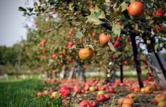 Naxçıvanda meyvə bağlarının şaxta və digər risklərdən sığortalanmasına start verilib