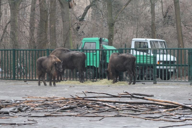 Almaniyadan Azərbaycana 18 zubr yola salınıb