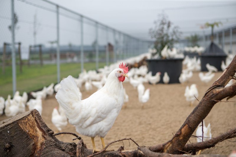 Azərbaycan bir sıra ölkələrdən heyvan və quş ətinin gətirilməsinə qoyulan qadağanı aradan qaldırıb