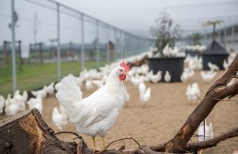Azərbaycan bir sıra ölkələrdən heyvan və quş ətinin gətirilməsinə qoyulan qadağanı aradan qaldırıb