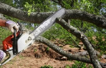 Həyətyanı sahədə ağac kəsməyə görə məsuliyyət varmı? -