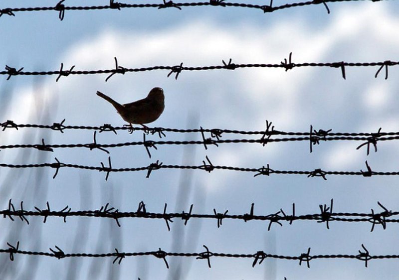 İndiyədək amnistiya aktının tətbiq olunduğu məhkumların sayı açıqlanıb