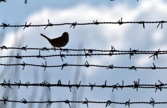 İndiyədək amnistiya aktının tətbiq olunduğu məhkumların sayı açıqlanıb