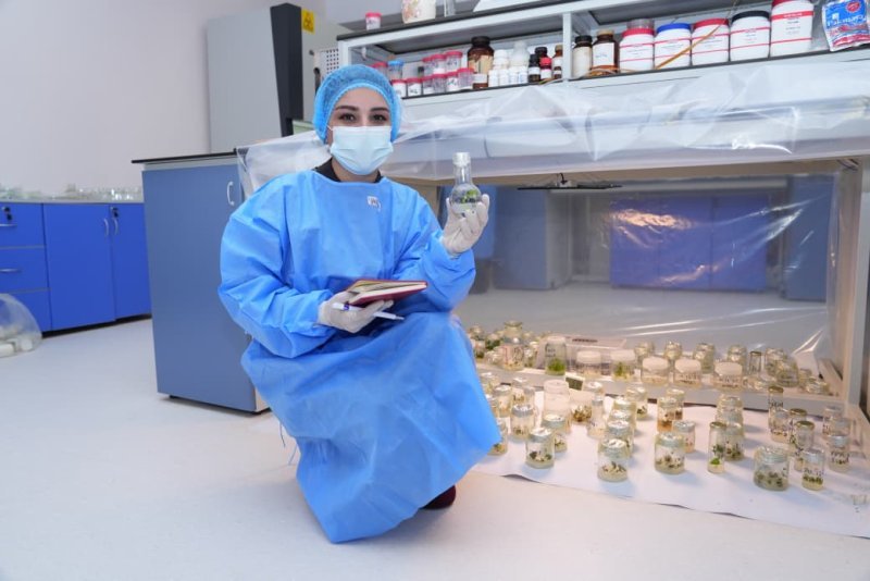 NDU-nun Biotexnologiya Mərkəzi yeni dövrə qədəm qoyur: İn-Vitro bitki artırma laboratoriyası gələcəyin mütəxəssislərini yetişdirir -