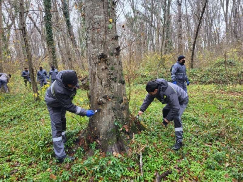Azərbaycanda 2025-ci ildə meşəbərpa tədbirlərinin həcmi 1,8 % azalıb