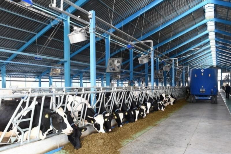 Azərbaycanda heyvanların sığortalanması üzrə 2 dəfədən çox artım baş verib