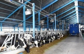 Azərbaycanda heyvanların sığortalanması üzrə 2 dəfədən çox artım baş verib