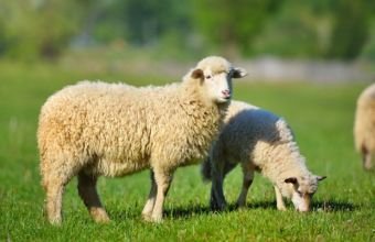 Azərbaycanda iribuynuzlu və xırdabuynuzlu heyvanların sayı azalıb