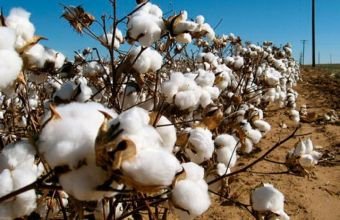 Azərbaycanda istehsal olunan pambığın ixrac səbəbi açıqlanıb