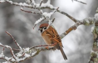 Culfada güclü külək müşahidə olunur