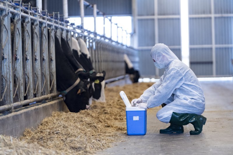 Heyvanlar arasında xüsusi təhlükəli xəstəliklərə qarşı peyvəndləmə başlanıb