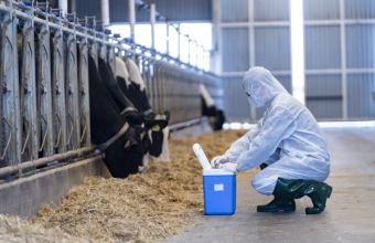 Heyvanlar arasında xüsusi təhlükəli xəstəliklərə qarşı peyvəndləmə başlanıb