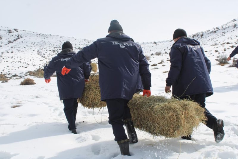 Naxçıvanda dağlıq ərazilərdə çöl heyvanları üçün biotexniki tədbir keçirilib -